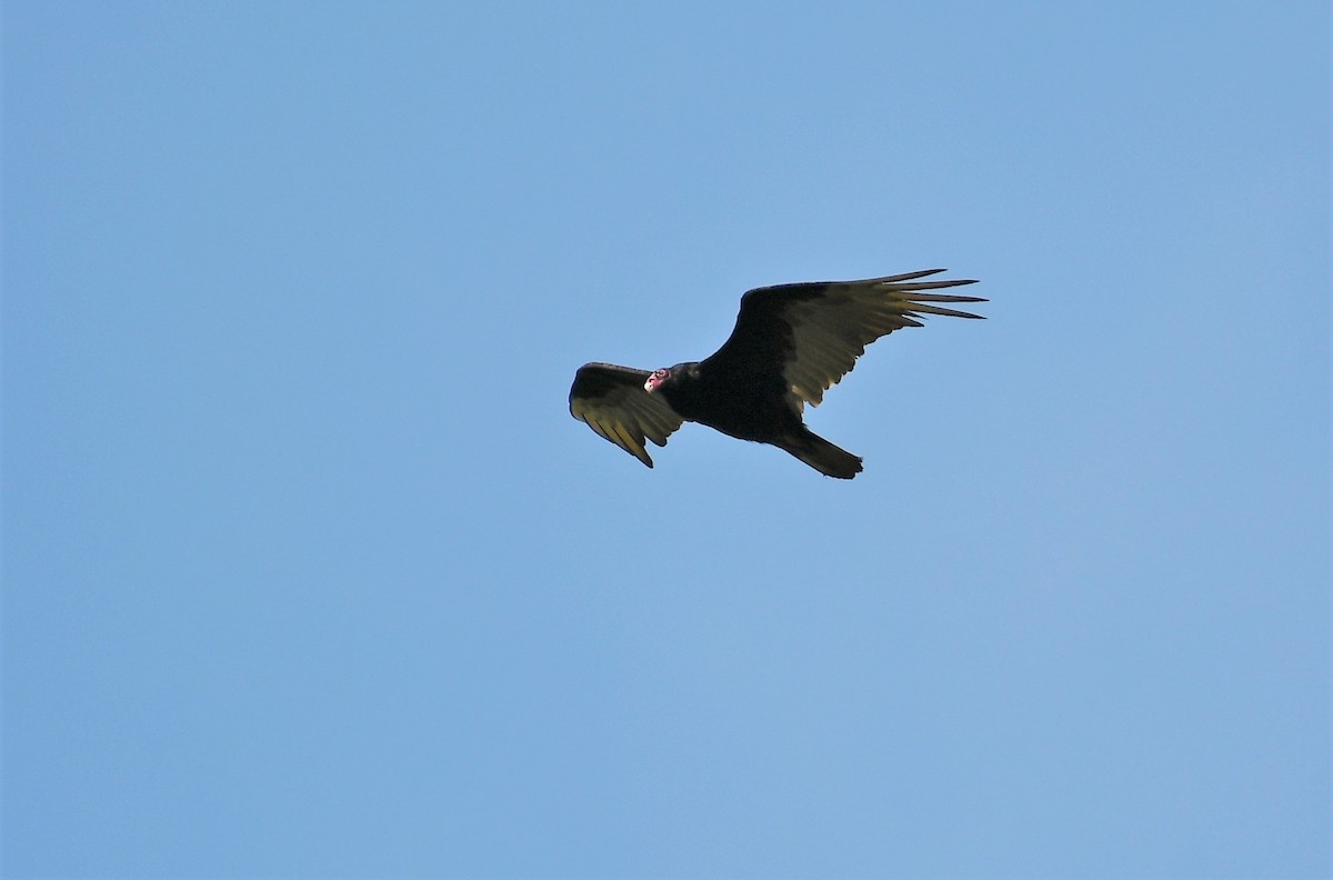 Turkey Vulture - ML620610912