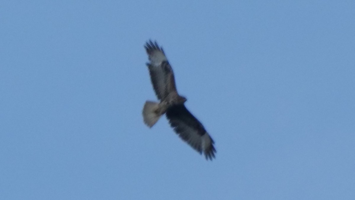 Common Buzzard - ML620610914