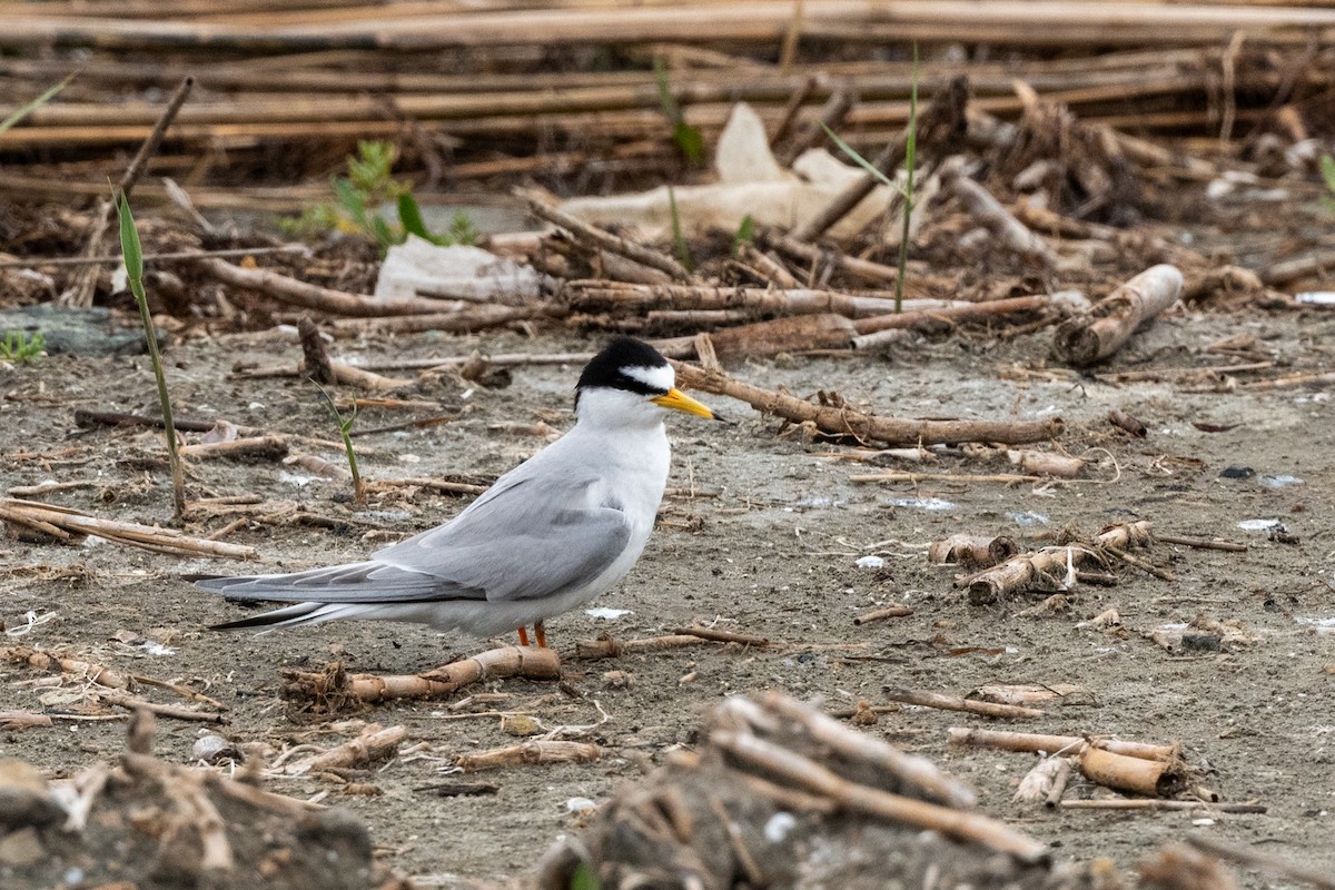 Little Tern - Hans Norelius