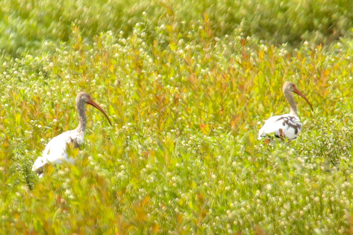 White Ibis - ML620610928