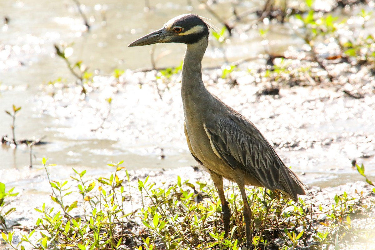 Yellow-crowned Night Heron - ML620610934