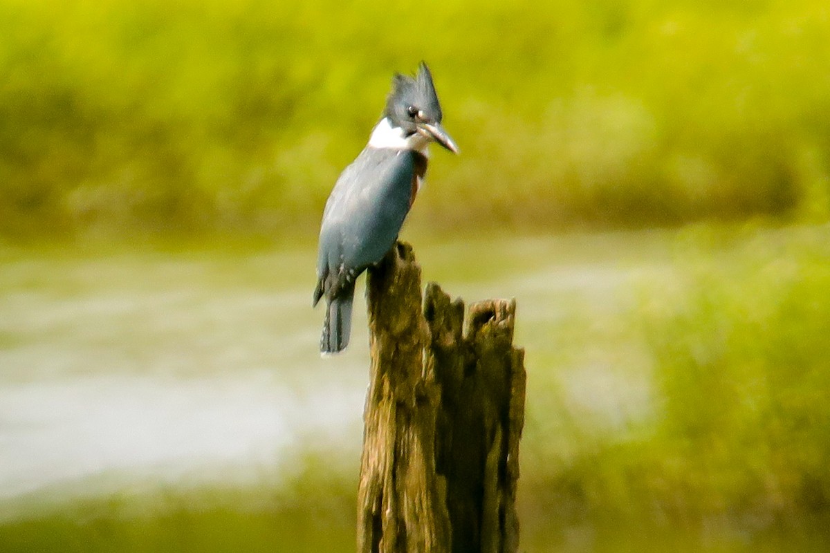 Belted Kingfisher - ML620610937