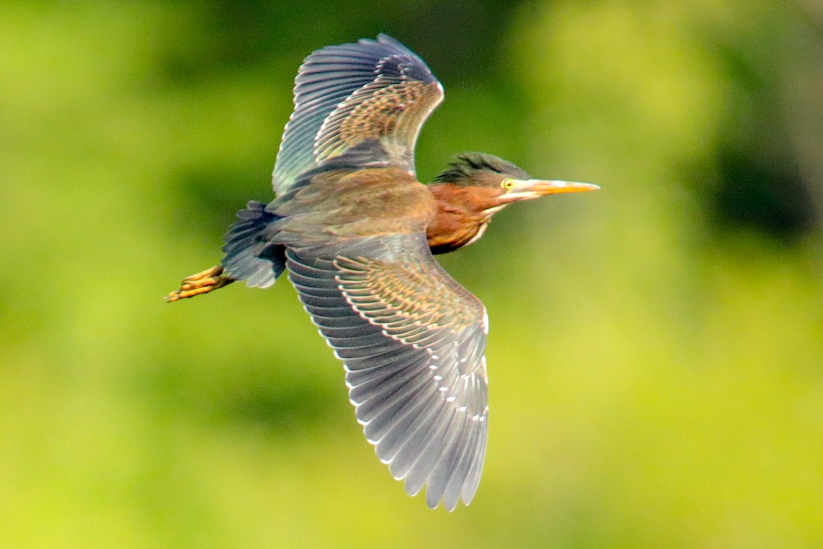 Green Heron - ML620610940