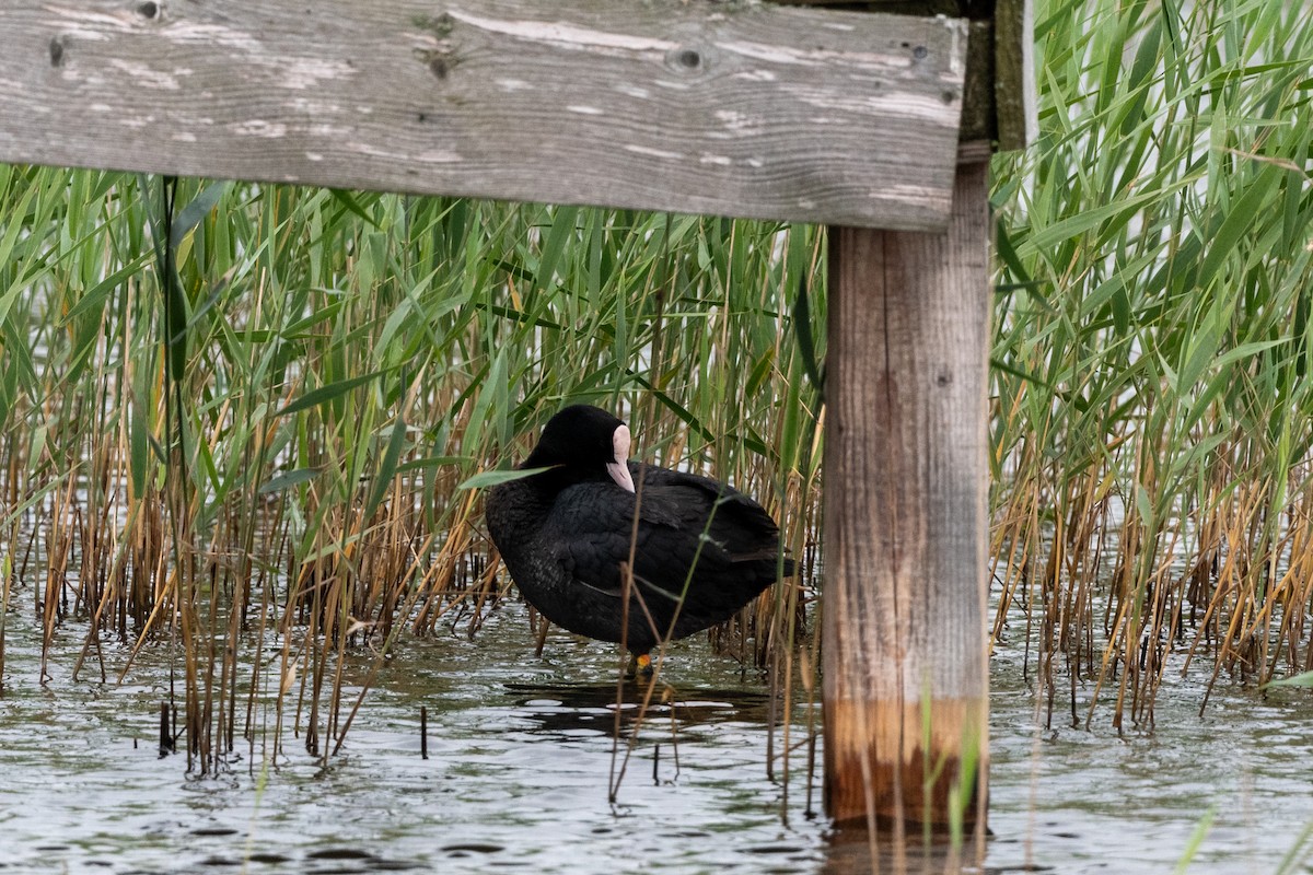 Eurasian Coot - ML620610942