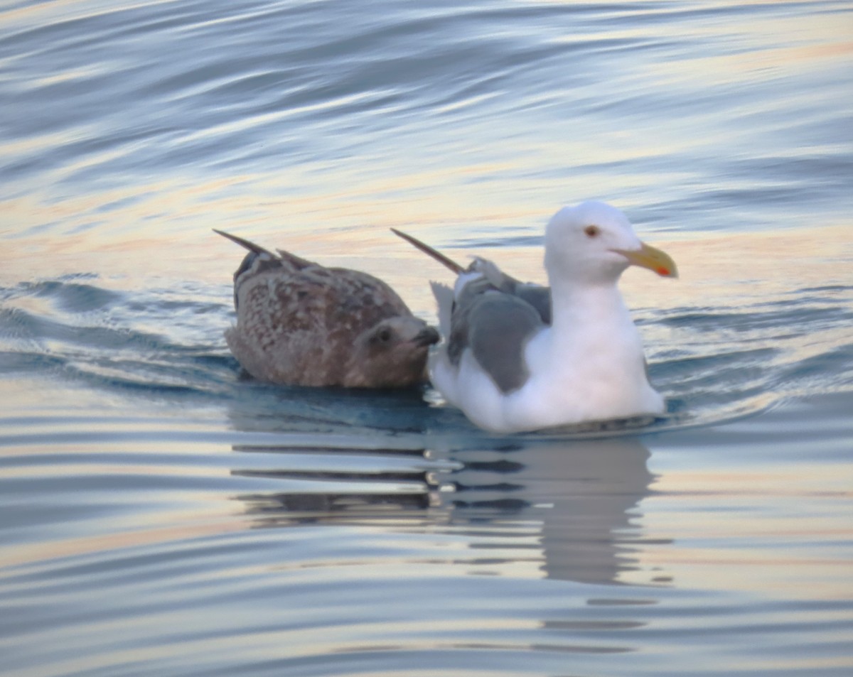 Western Gull - Sandy Winkler