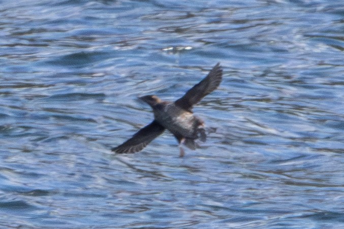 Marbled Murrelet - Dylan Osterhaus