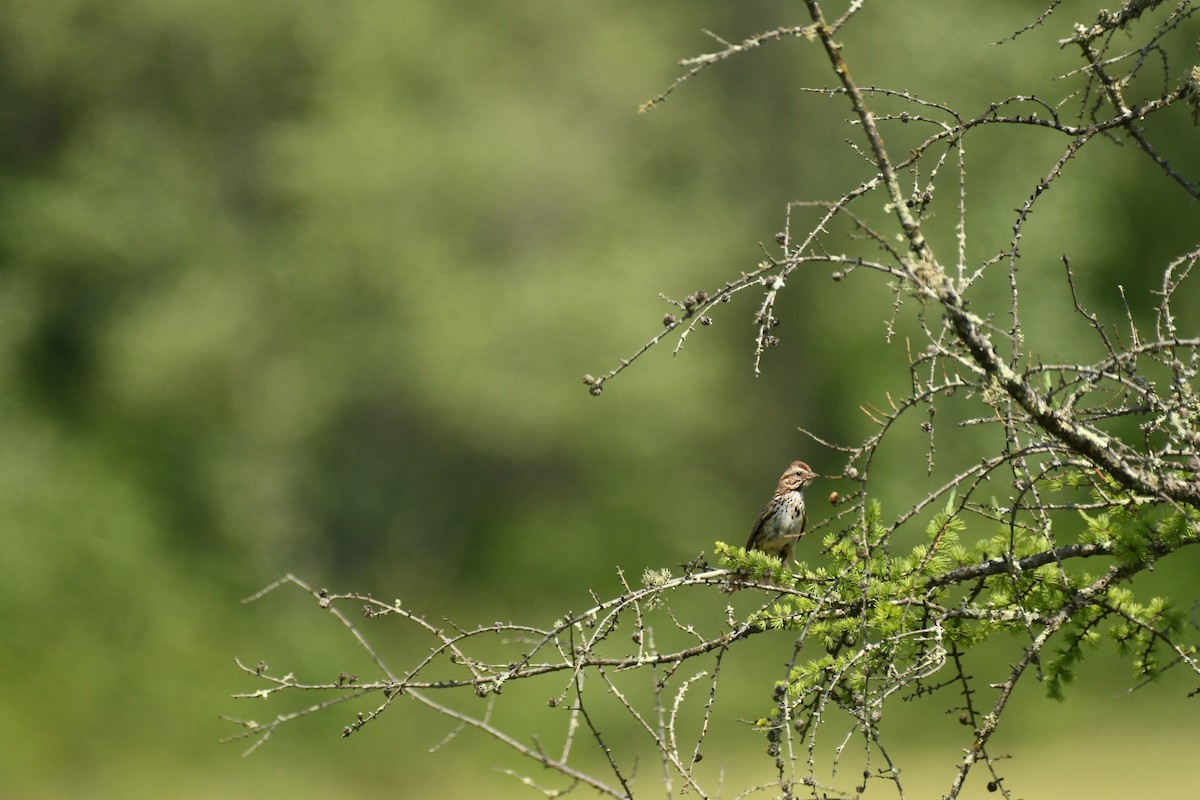 Song Sparrow - ML620610954