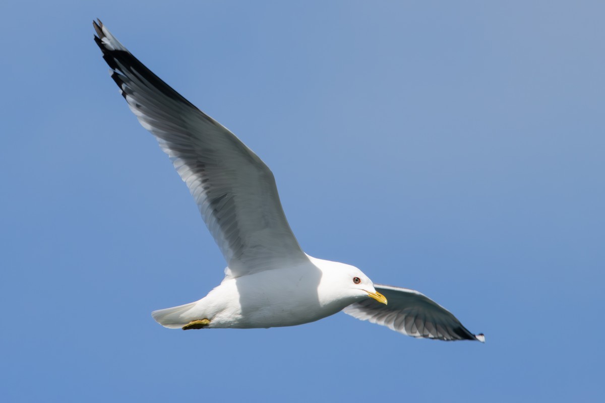 Short-billed Gull - Dylan Osterhaus