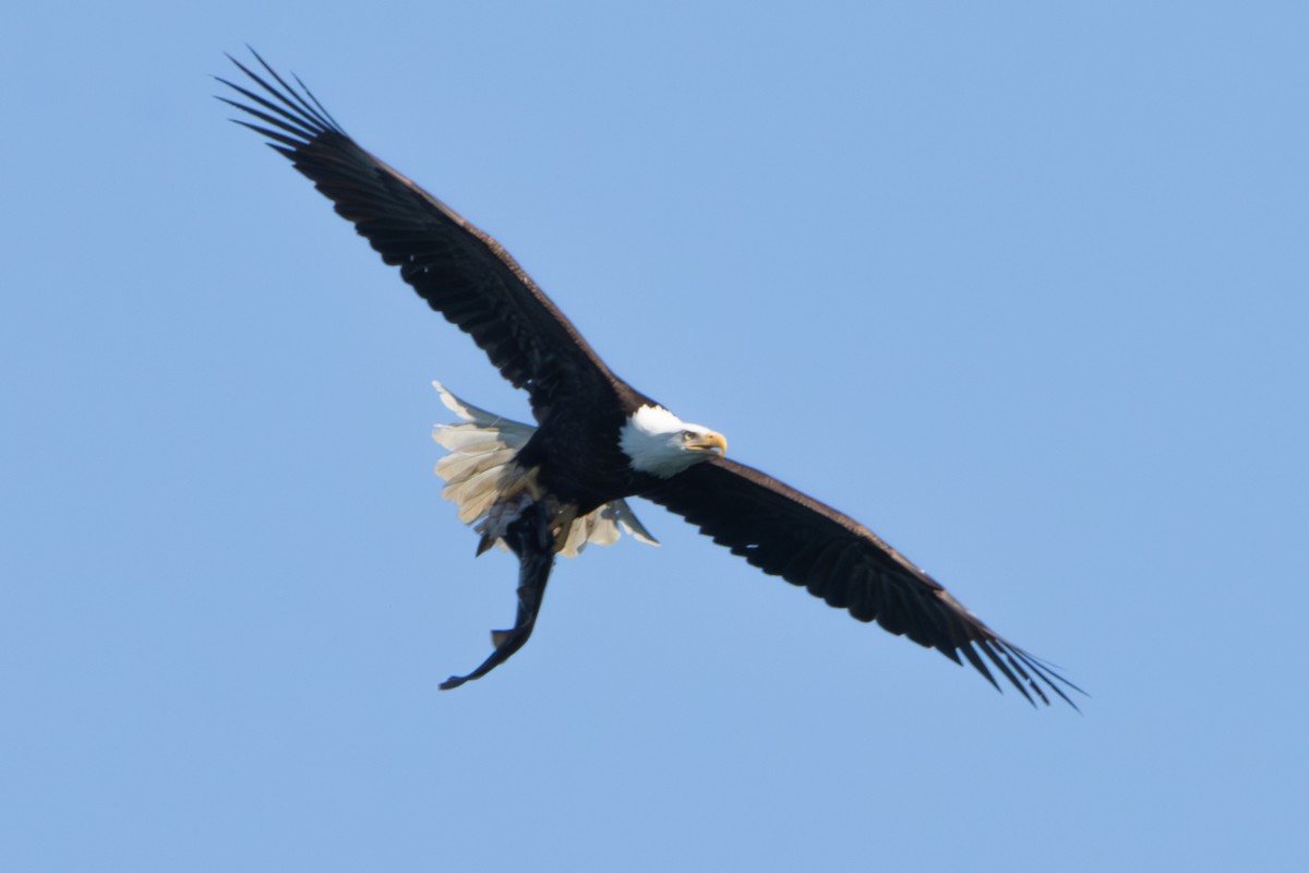 Bald Eagle - ML620610958