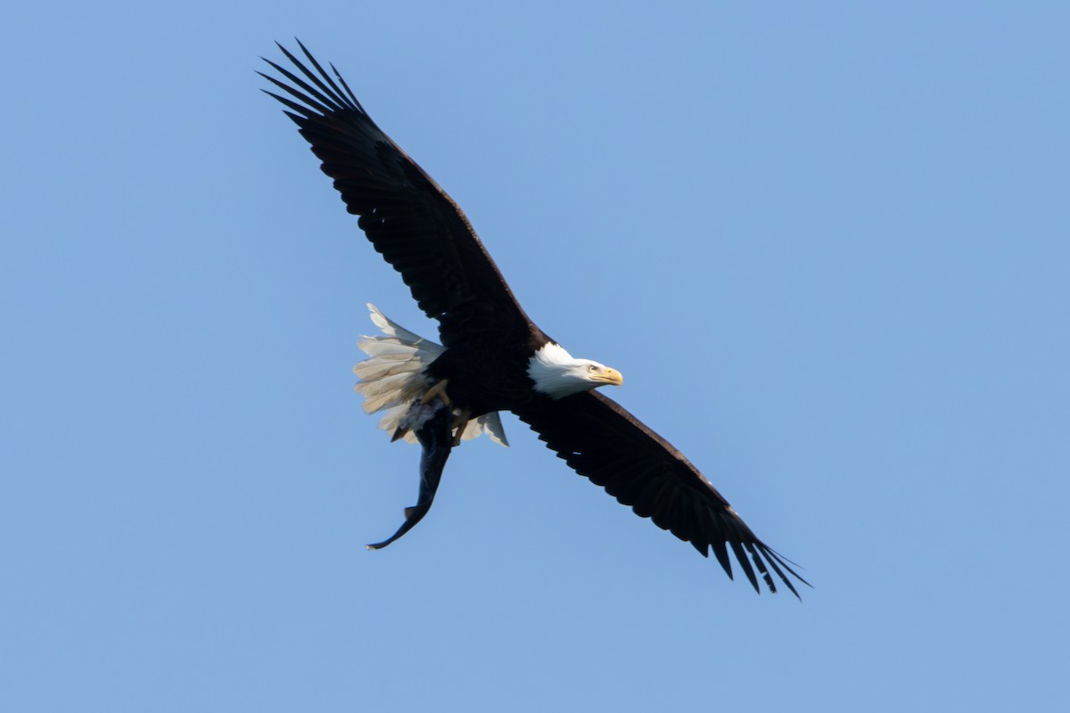 Bald Eagle - ML620610959