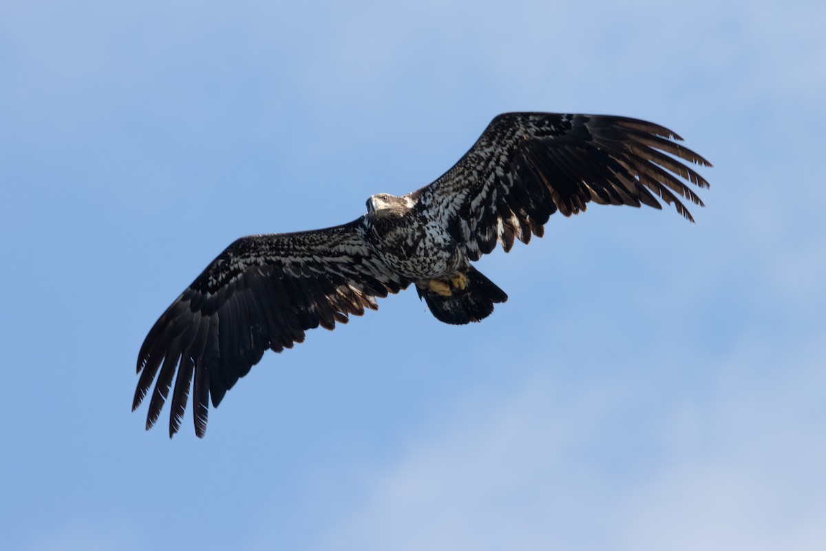 Bald Eagle - ML620610961