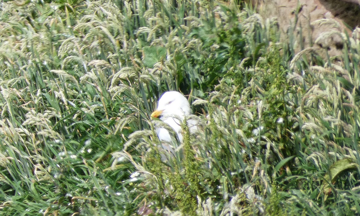 Gaviota Tridáctila - ML620610962