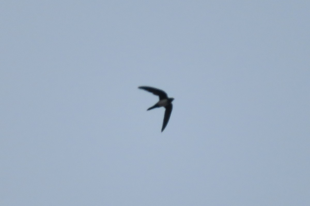 Alpine Swift - Antonina V