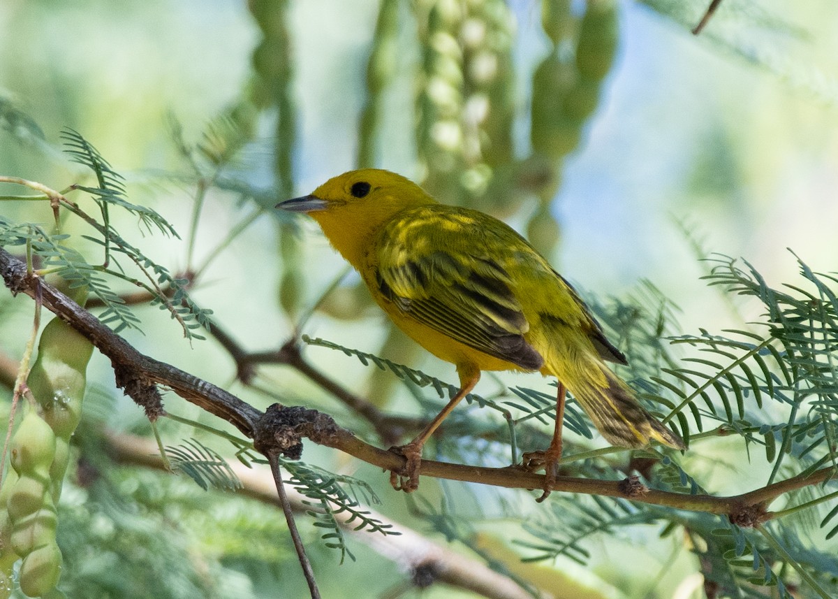 Yellow Warbler - ML620610965