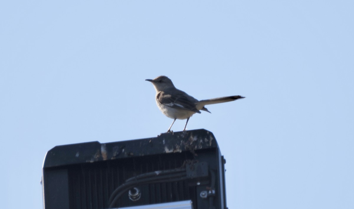 Northern Mockingbird - ML620610966