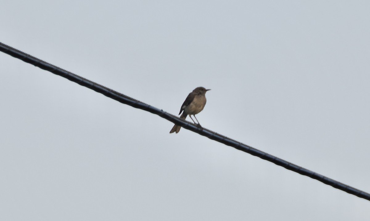 Northern Mockingbird - ML620610967