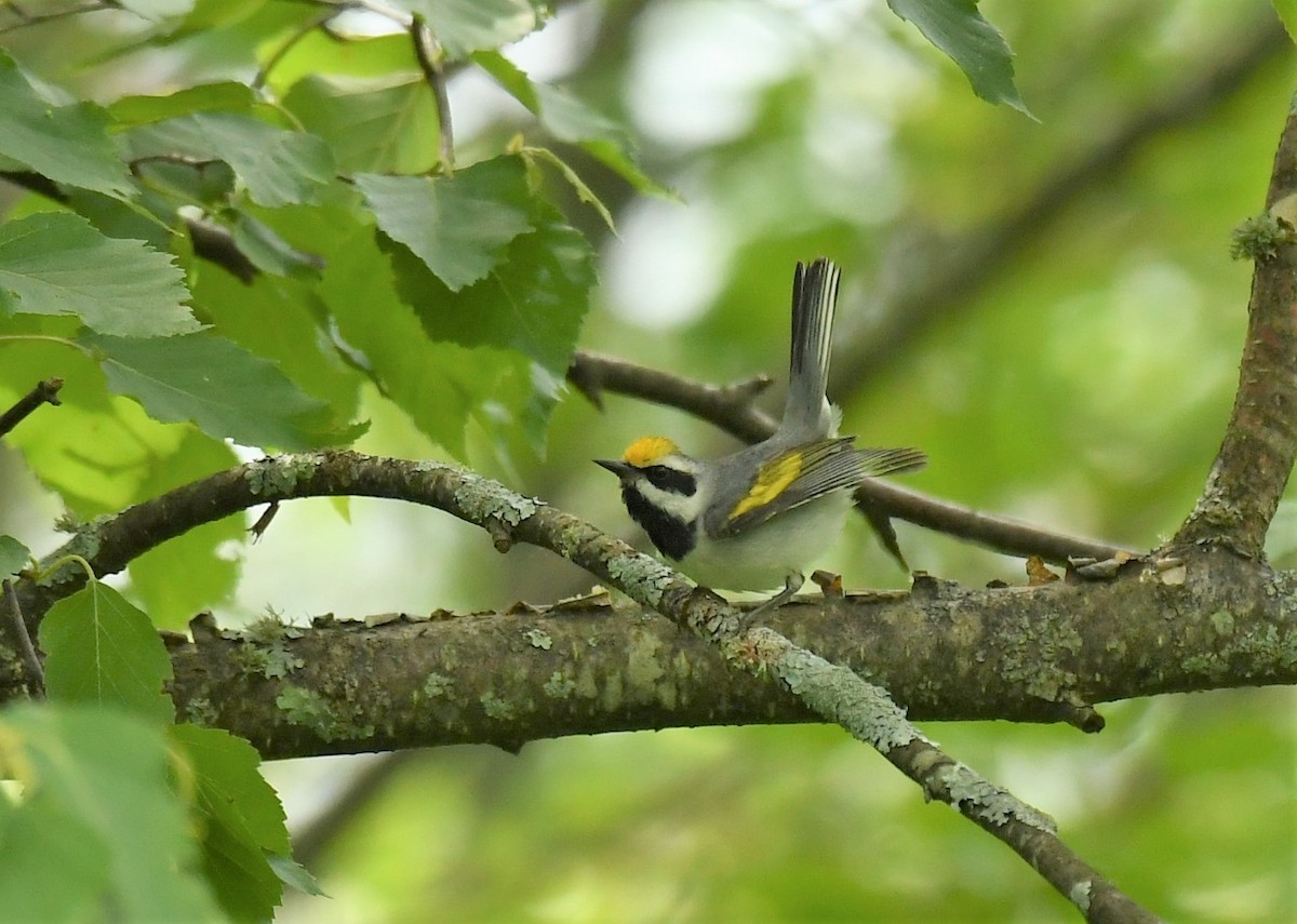 Golden-winged Warbler - ML620610969