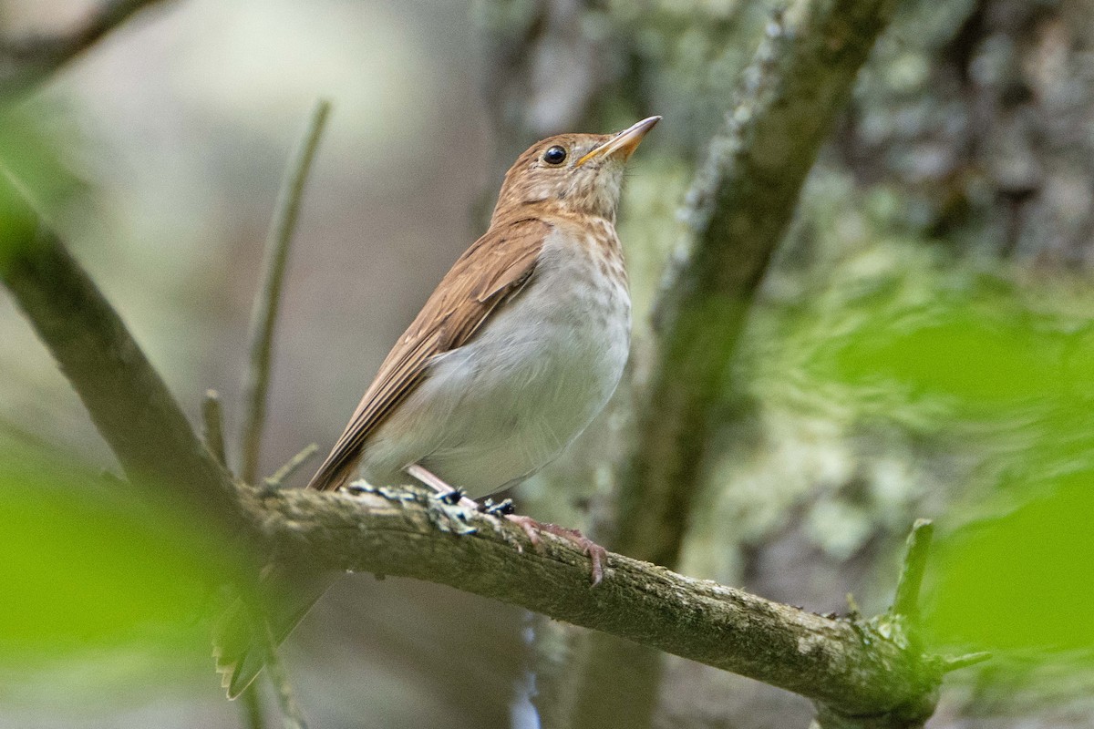 Veery - ML620610972