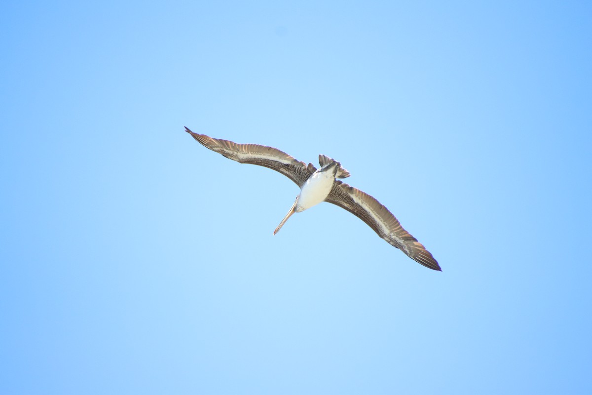 Brown Pelican - ML620610974