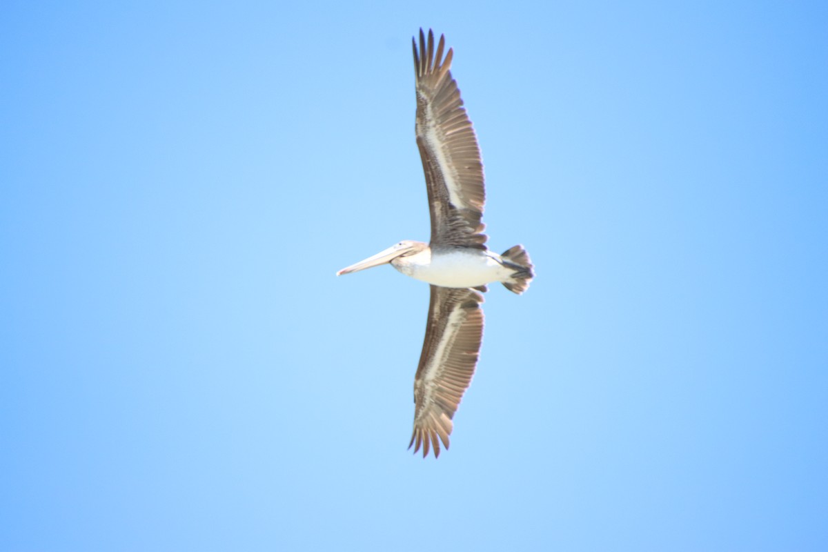 Brown Pelican - ML620610975