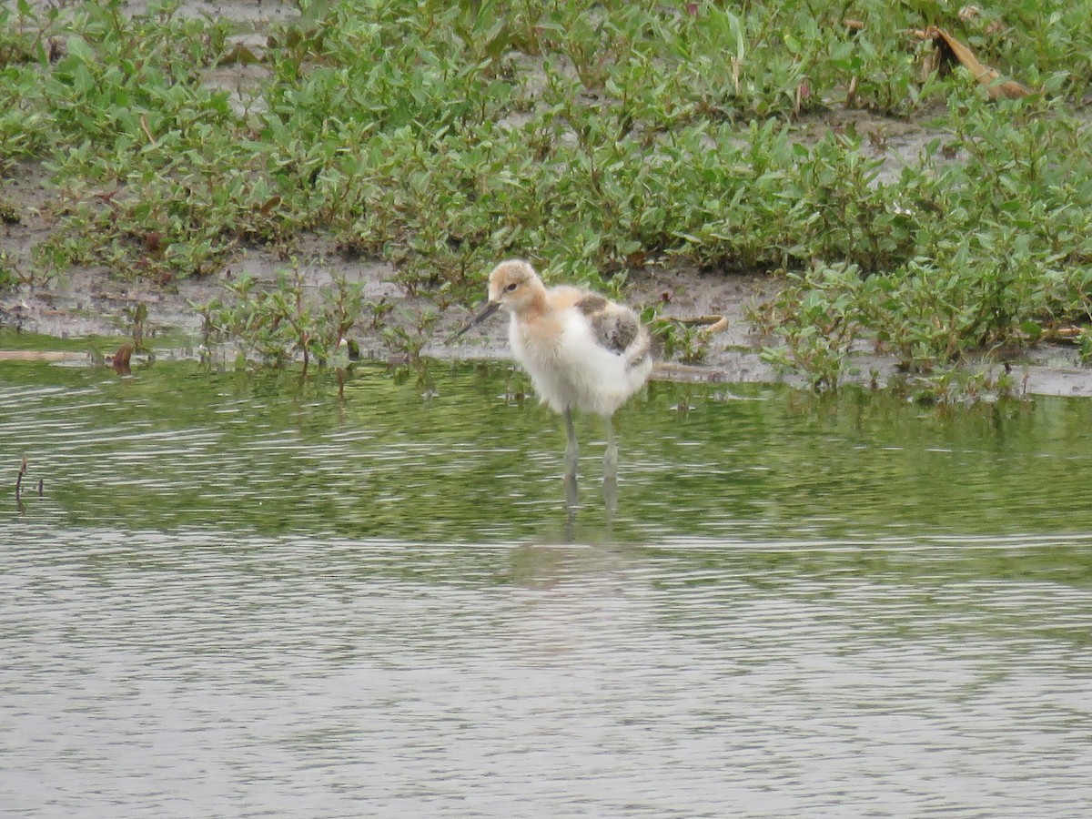 American Avocet - ML620610977