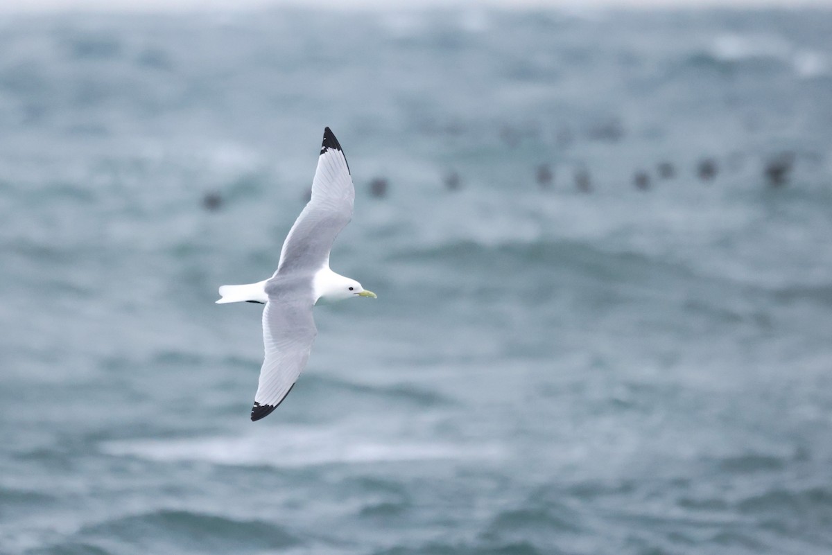 Black-legged Kittiwake - ML620610978