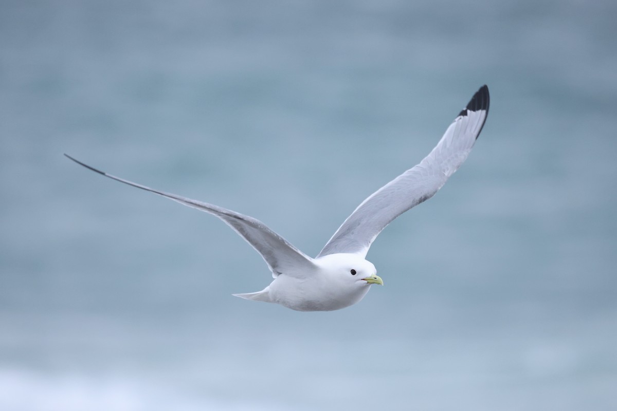 Black-legged Kittiwake - ML620610979