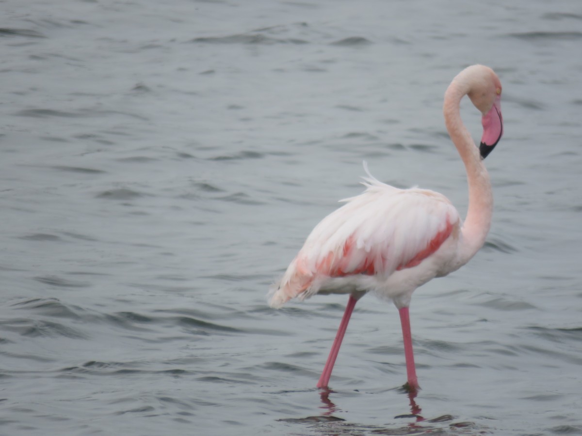 Greater Flamingo - ML620610981