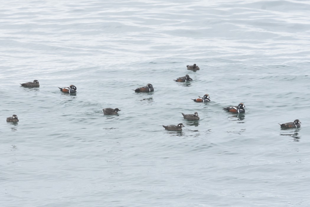 Harlequin Duck - ML620610982