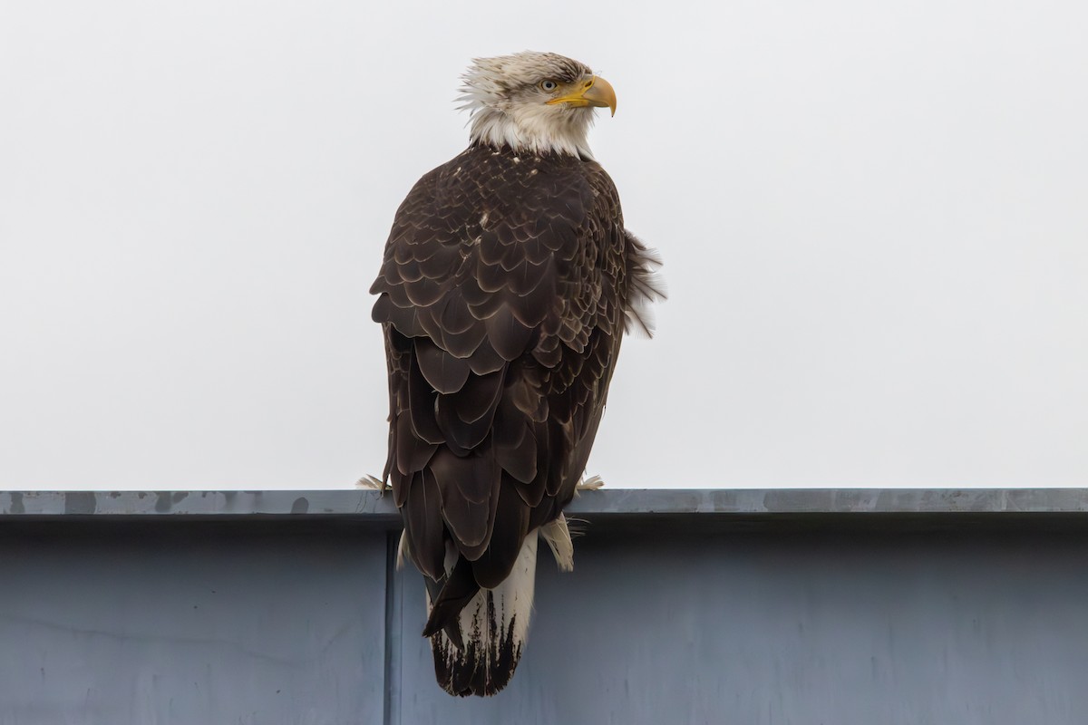 Weißkopf-Seeadler - ML620610983