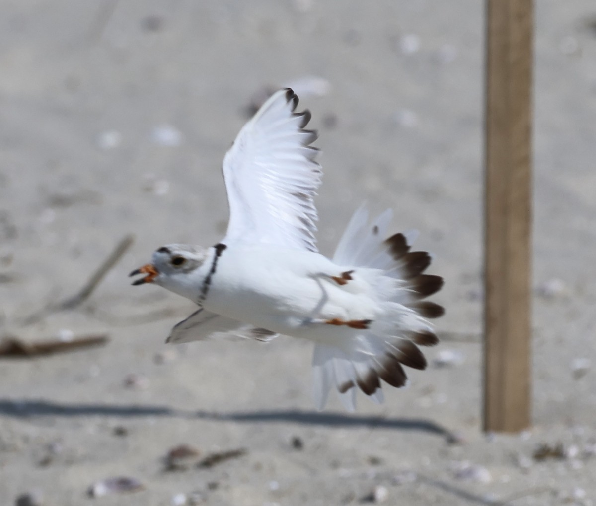 Piping Plover - ML620610985