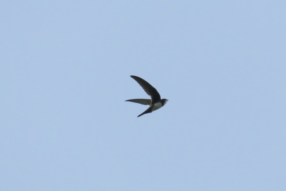 Alpine Swift - ML620610986