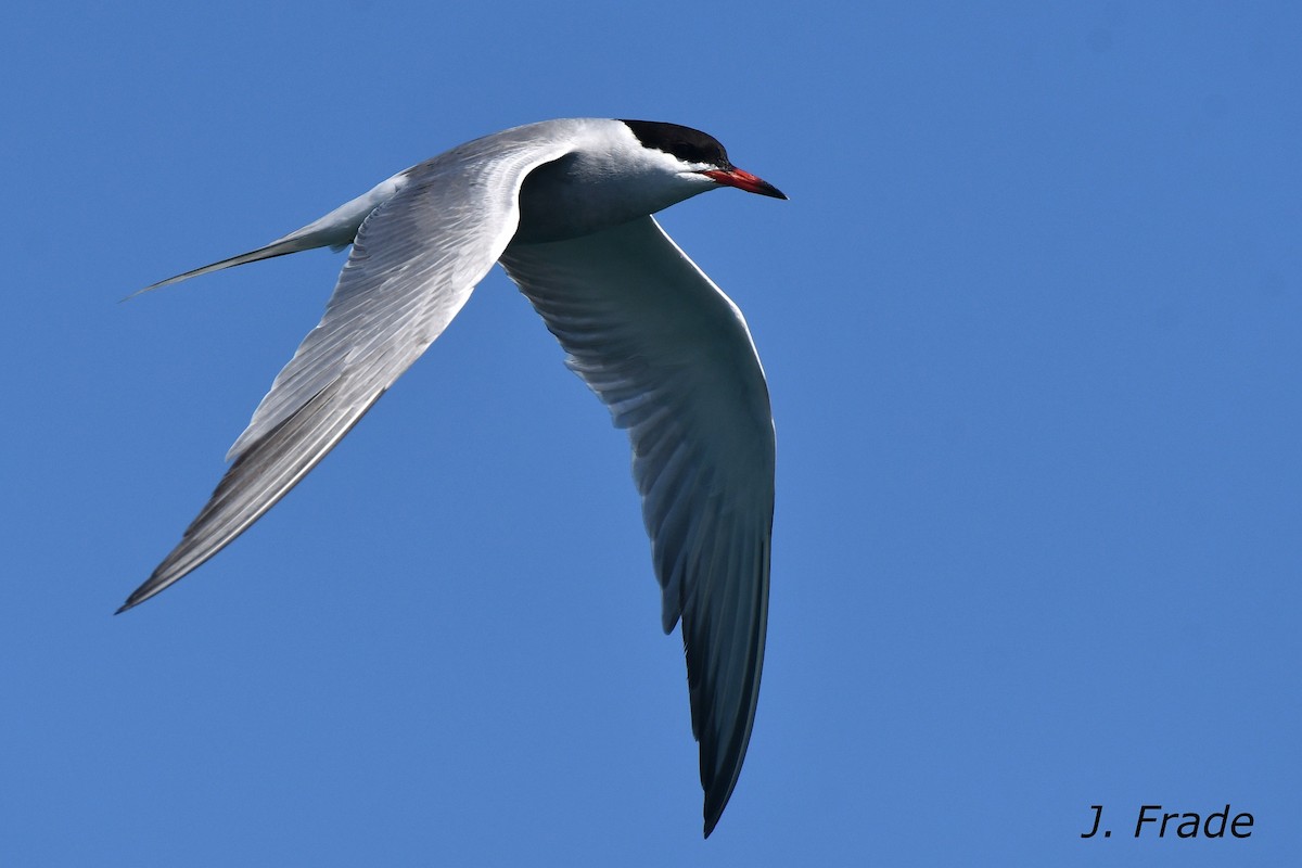 Common Tern - ML620610988