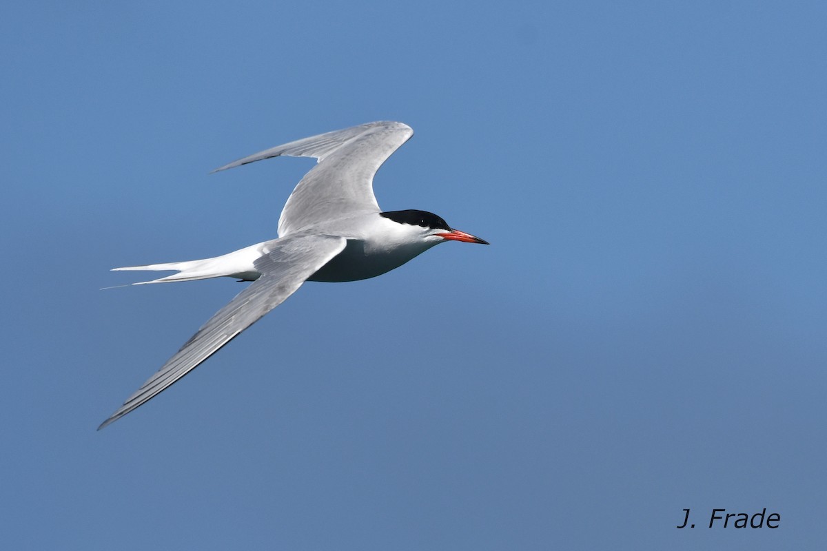 Common Tern - ML620610989