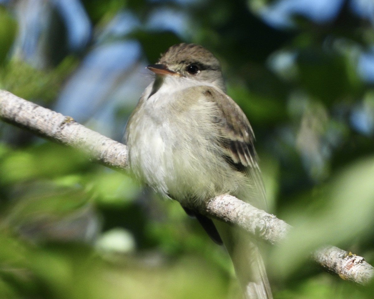 Willow Flycatcher - ML620610990