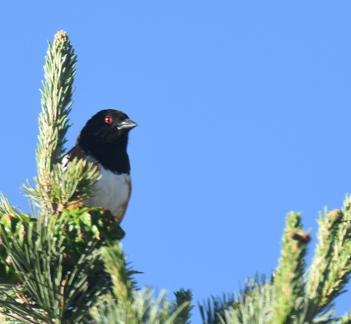 Spotted Towhee - ML620610991