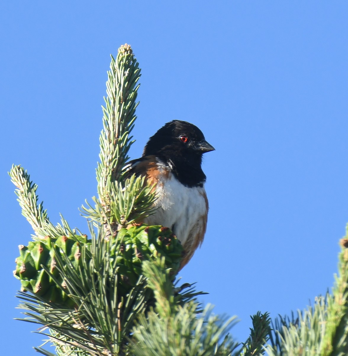 Spotted Towhee - ML620610992