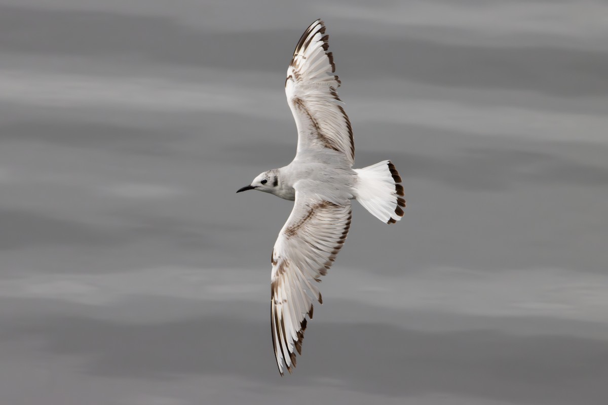 Bonaparte's Gull - ML620610994