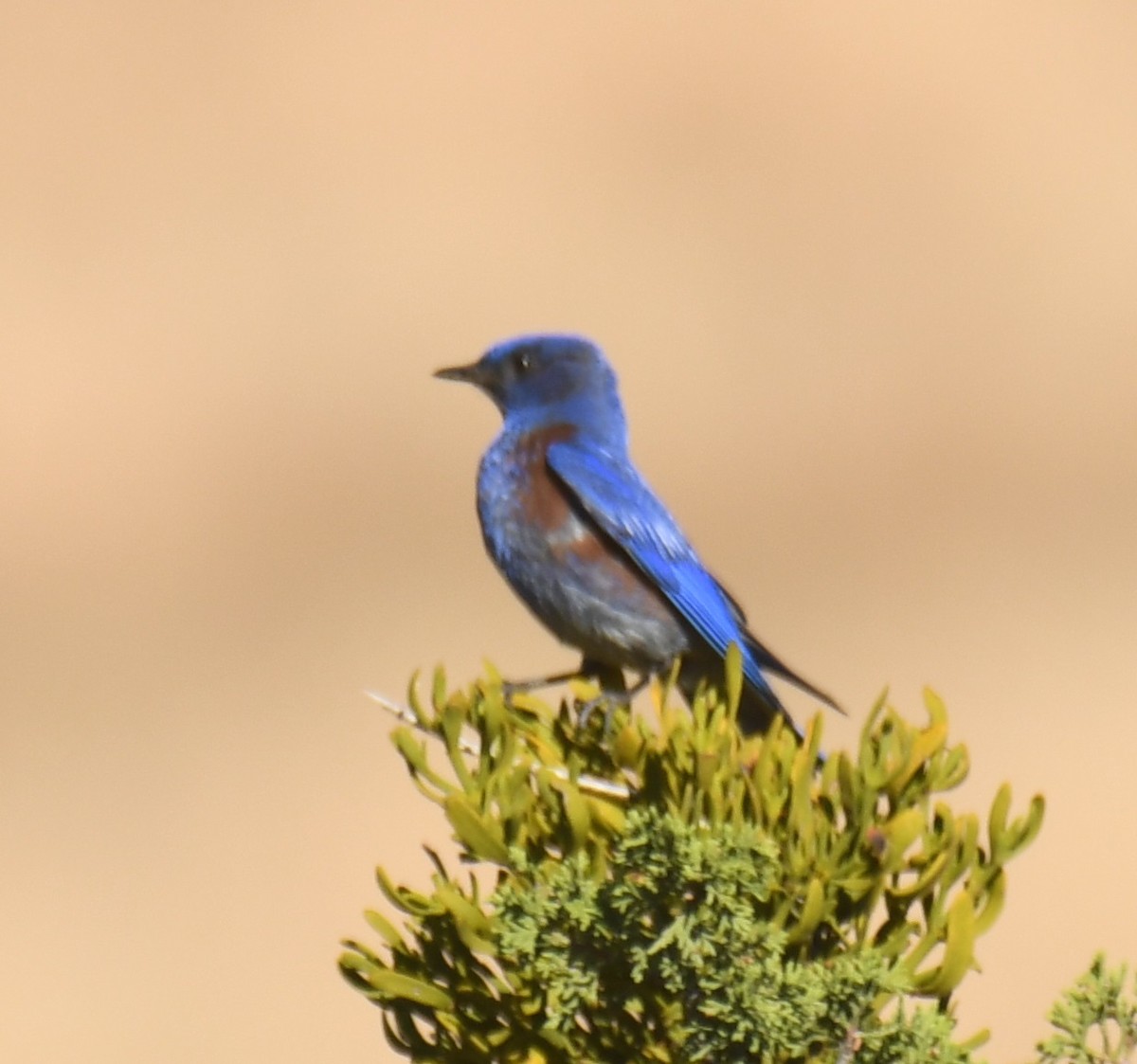 Western Bluebird - ML620610995