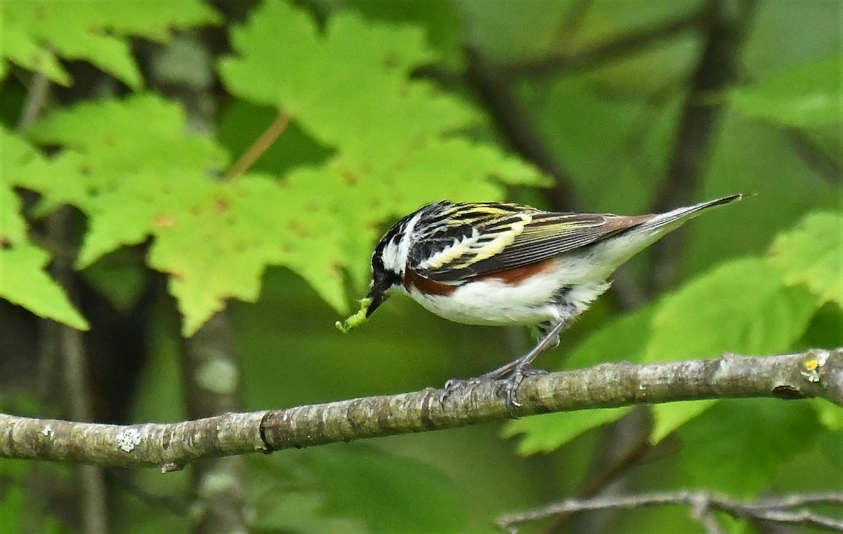 Chestnut-sided Warbler - Marcia Suchy