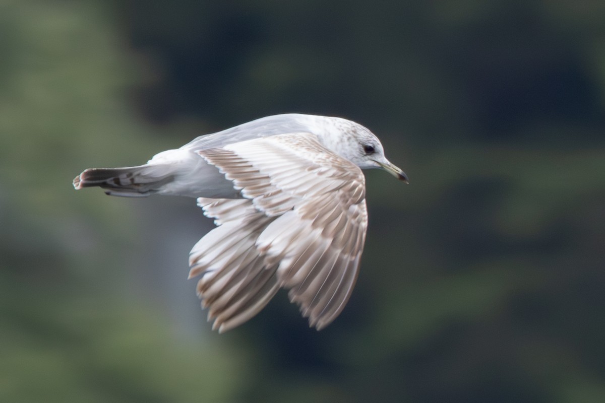 Short-billed Gull - ML620611003