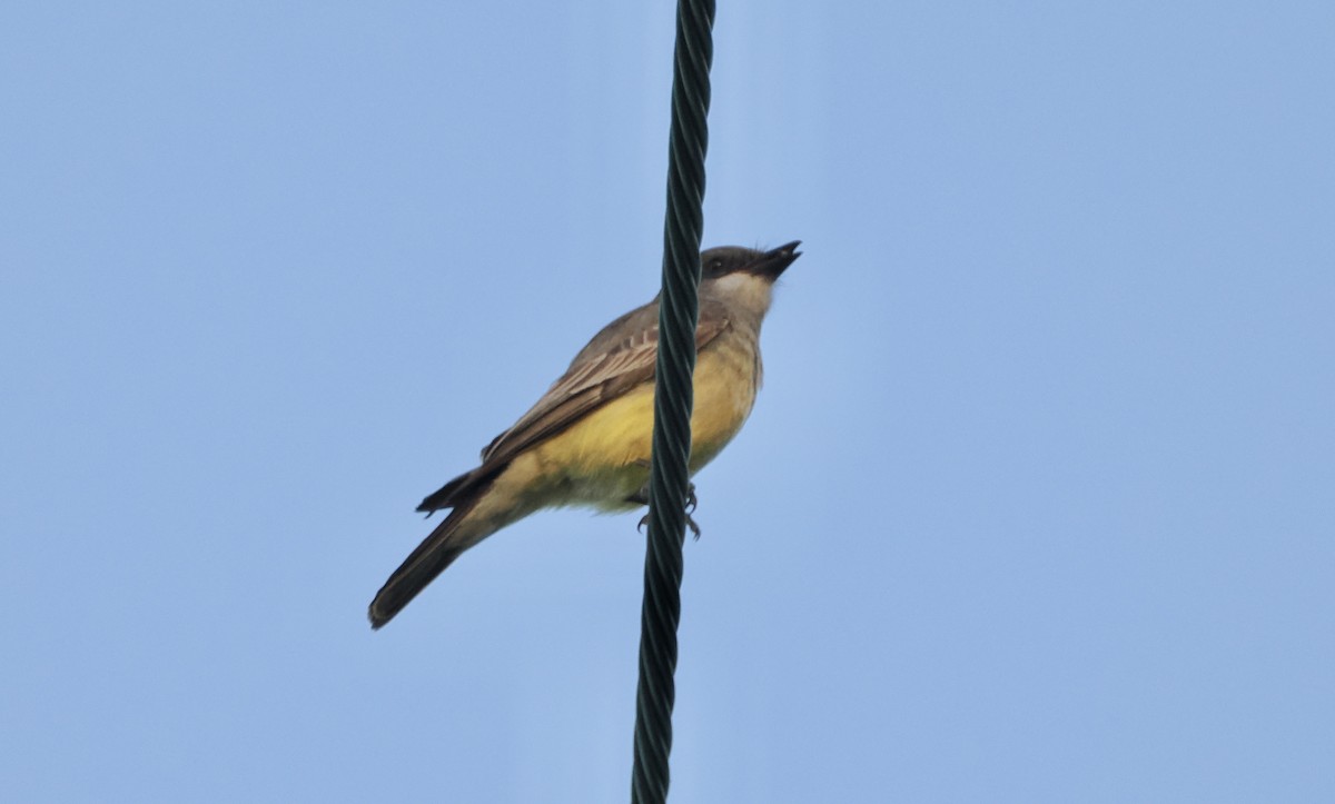 Cassin's Kingbird - ML620611004