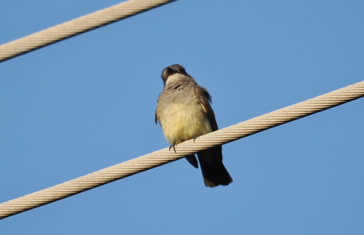 Cassin's Kingbird - ML620611005