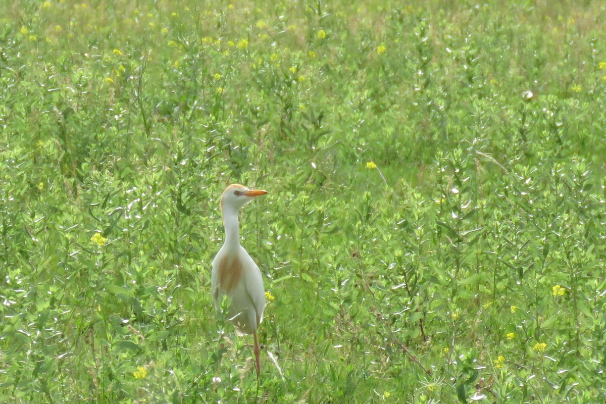 Western Cattle Egret - ML620611007