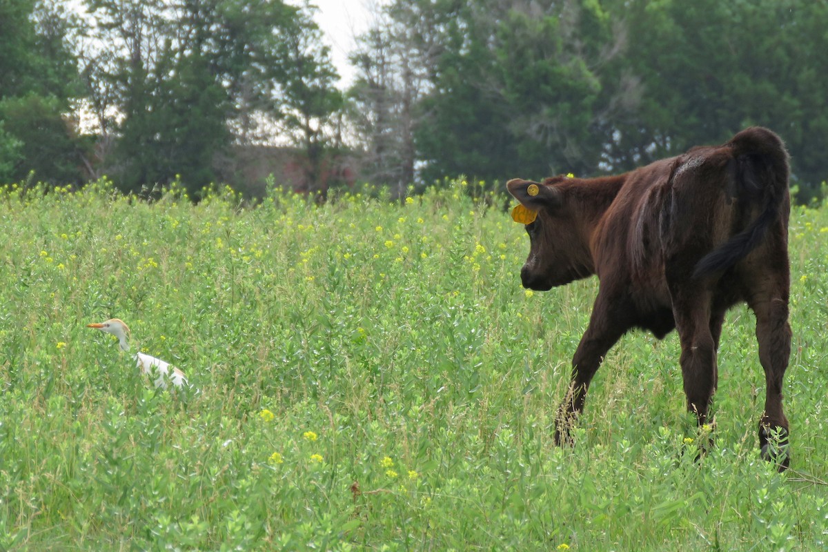 Western Cattle Egret - ML620611008