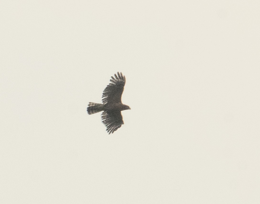 Red-shouldered Hawk - ML620611019