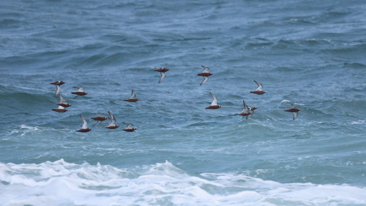 Red Phalarope - ML620611022