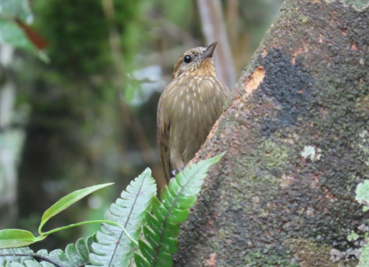 Wedge-billed Woodcreeper - ML620611023