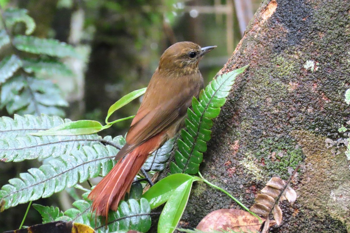 Wedge-billed Woodcreeper - ML620611024