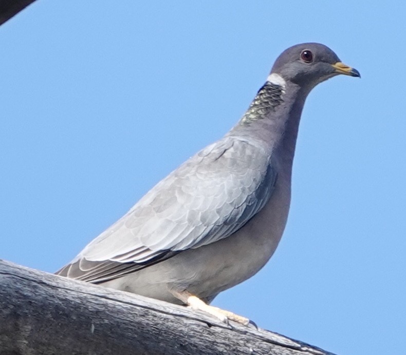 Band-tailed Pigeon - ML620611026